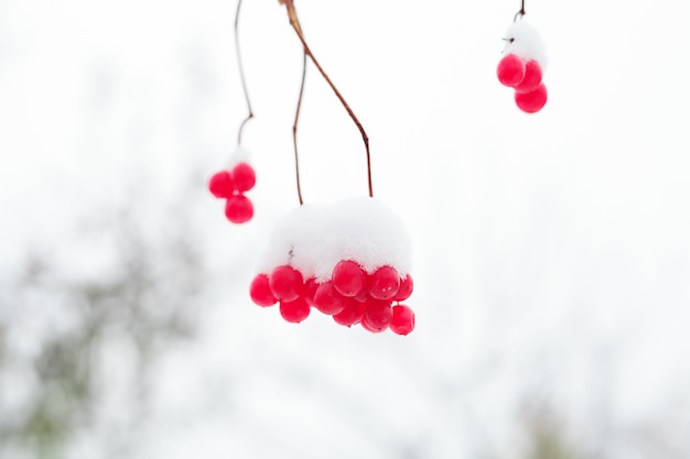 Bagas congeladas nos galhos na neve.