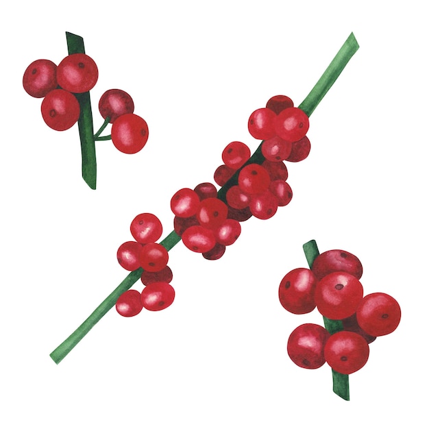 Bagas de azevinho de planta de Natal isoladas em fundo branco Ilustração de Natal desenhada à mão em aquarela Arte para design