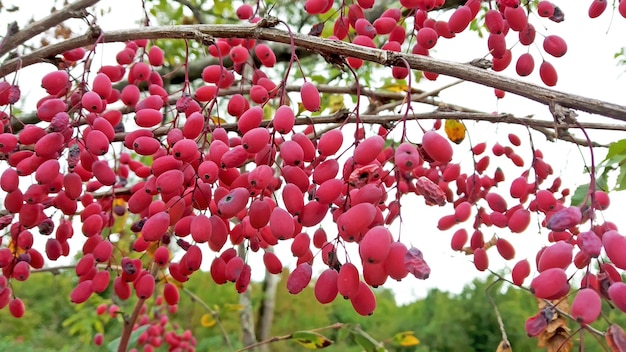 Foto bagas de berberis frescas