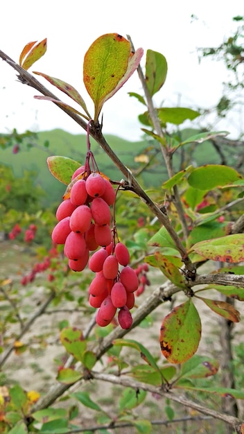 Foto bagas de berberis frescas