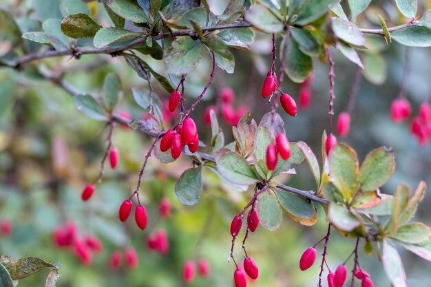 Bagas de bérberis vermelhas no jardim no mato