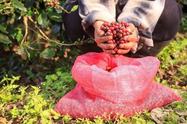 Bagas de café arábica com mãos de agricultor