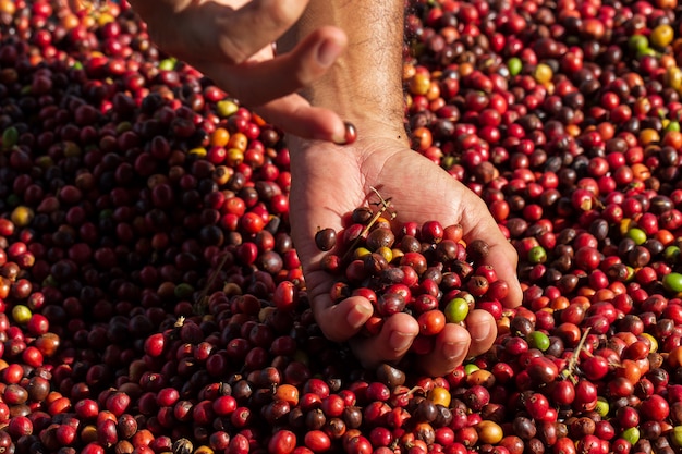 Bagas de café arábica frescas. Fazenda de café orgânico