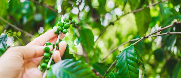 Bagas de café arábica verde crua fechadas com mãos de agricultorplanta de café e folhas de café