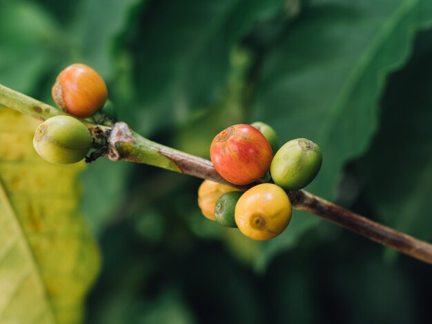 Bagas de café arábica