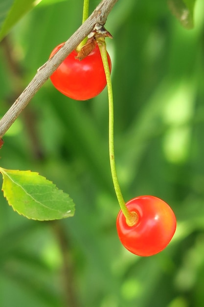 Bagas de cereja crescem em um galho de cerejeira no jardim