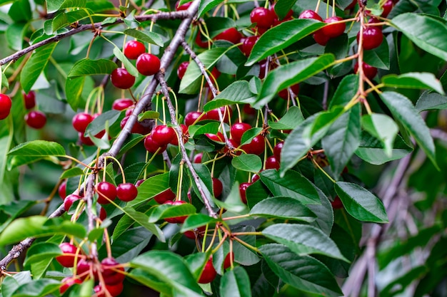 Bagas de cereja em um galho de árvore