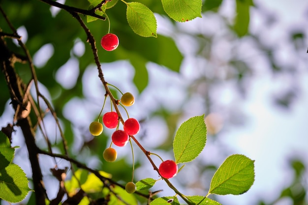 Bagas de cereja vermelha crescendo em galho de árvore frutífera no jardim de verão