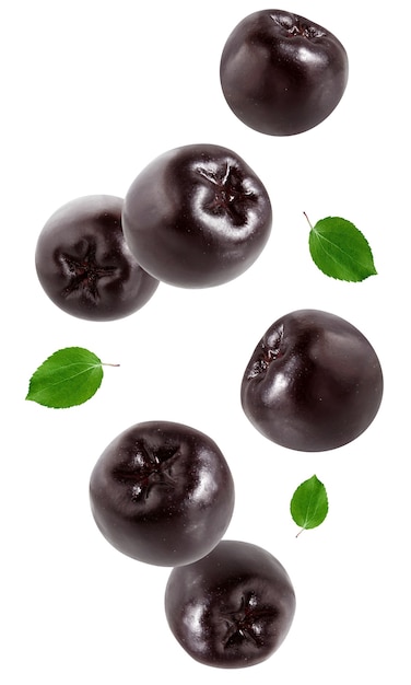 Bagas de chokeberry pretas isoladas na parede branca. frutas inteiras com folhas no ar.