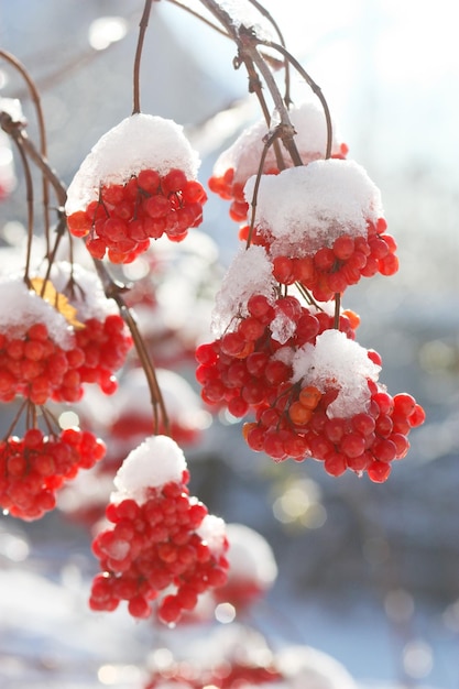 Bagas de cinzas na neve