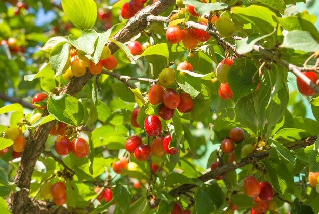 Bagas de dogwood estão penduradas em um galho de árvore de dogwood