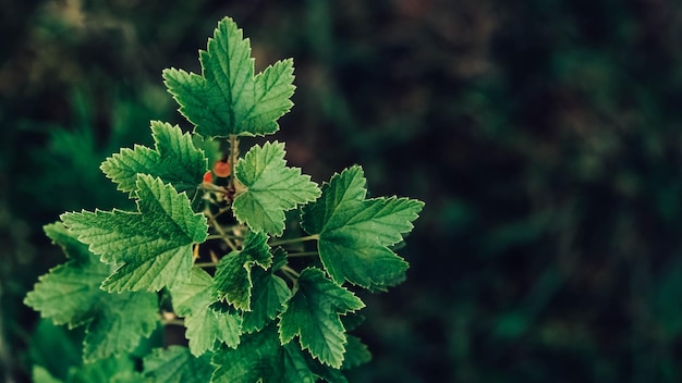 Bagas de groselha em um arbusto com folhas verdes em um galho no jardim