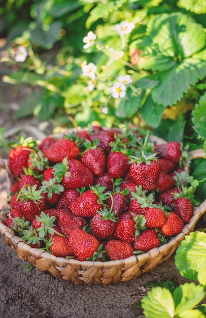 Bagas de morango em uma cesta na horta