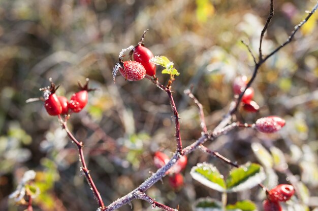 Bagas de Rosa Mosqueta vermelha com neve. Um arbusto de rosa selvagem com gelo. Primeira geada no outono. Hoarfrost em ramos de rosa brava.