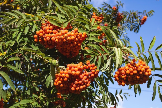 Bagas de rowan brilhantes entre folhas verdes fechadas