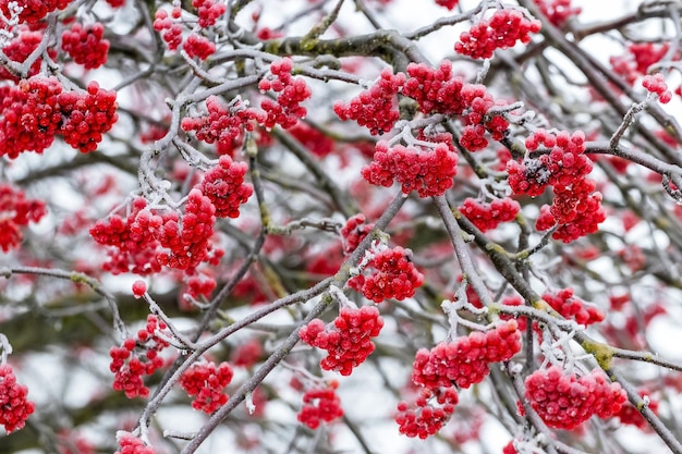 Bagas de rowan vermelhas cobertas de gelo em uma árvore no inverno