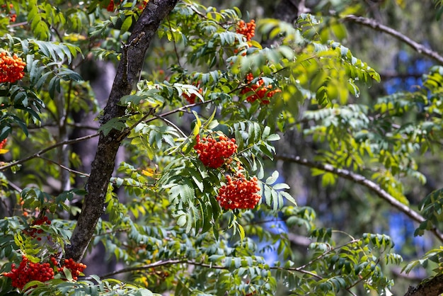 Bagas de rowan vermelho no verão várias árvores de rowan vermello próximas no verão