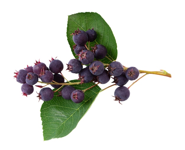 Bagas de saskatoon isoladas em fundo branco amelanchier shadbush juneberry irga ou bagas maduras de sugarplum