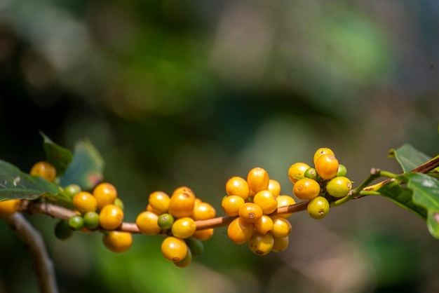 bagas de sementes maduras amarelas colheita jardim de café arábica Grão de café fresco arbusto de folha verde