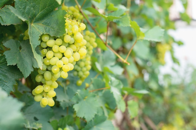 Bagas de uvas verdes com folhas grandes aguenta galhos de haste em um jardim