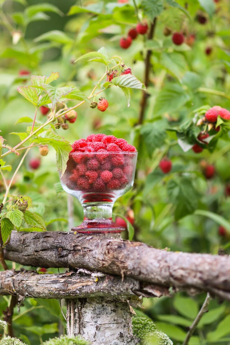 Foto bagas de verão doces e maduras framboesa em vaso transparente na velha cerca de madeira áspera framboesas frescas em galhos de plantas ao ar livre