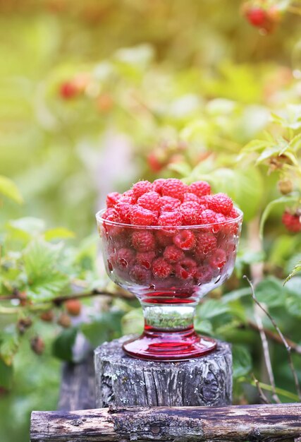 Bagas de verão doces e maduras Framboesa em vaso transparente na velha cerca de madeira áspera Framboesas frescas em galhos de plantas ao ar livre