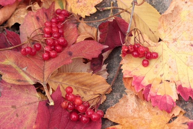 Bagas de Viburnum e folhas coloridas