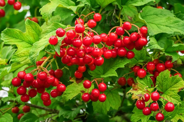 bagas de viburnum maduras crescem em um arbusto de viburnum. cultivo do conceito de viburno