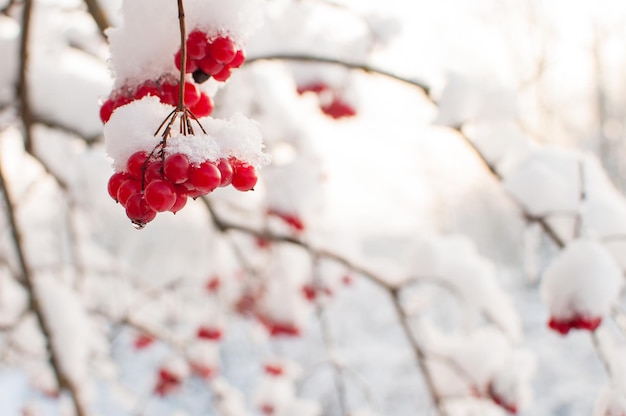 Bagas de viburnum na neve em um fundo desfocado com um lugar para texto