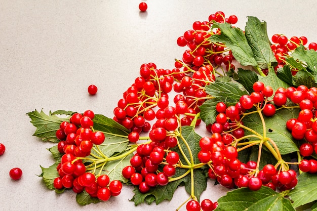 Bagas de viburnum vermelho fresco com folhas verdes nos galhos