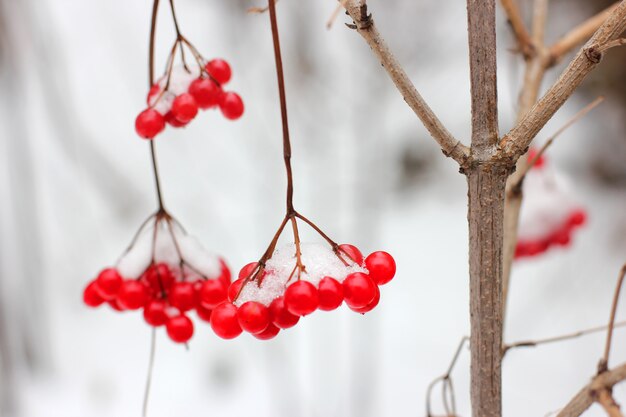 Bagas de viburnum vermelho na neve em um galho