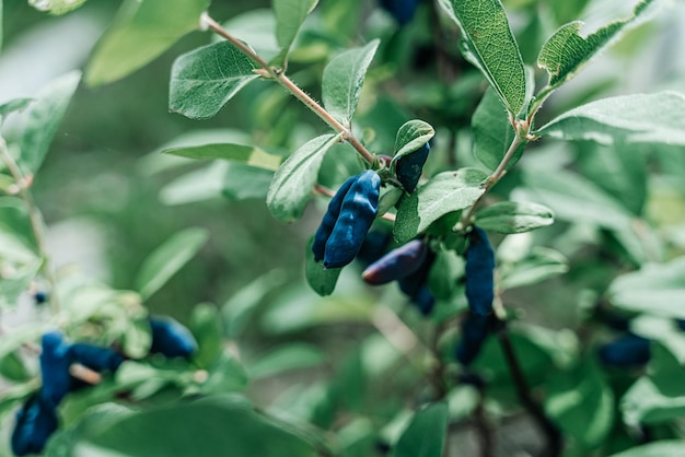 Bagas maduras de madressilva azul crescendo no espaço da cópia do galho verde