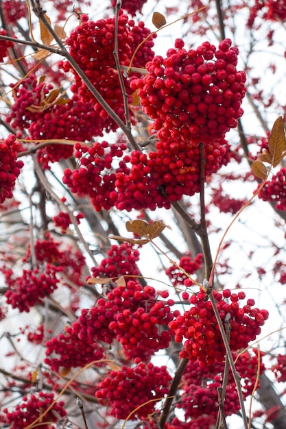 Bagas maduras de outono Rowan