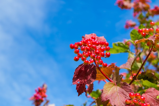 bagas maduras do viburnum e folhas de outono amarelas no céu azul. Tempo de colheita, temporada de outono.