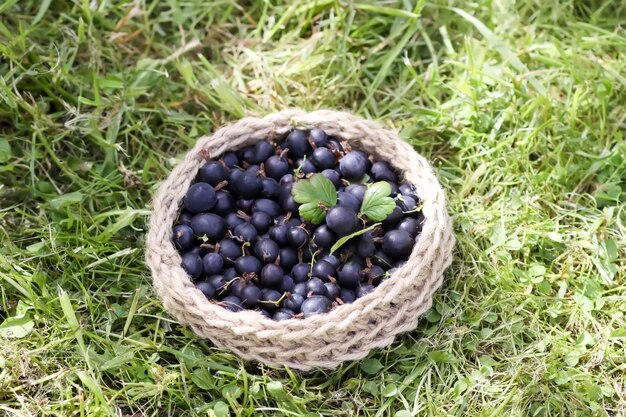 Bagas suculentas e maduras de uma groselha em uma pequena cesta de juta feita à mão