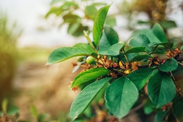 Bagas verdes de cereja em uma árvore