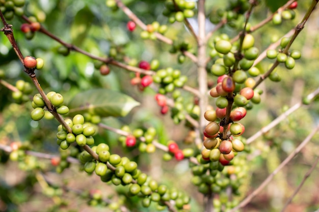 Bagas verdes e vermelhas maduras de café na grande árvore de café.