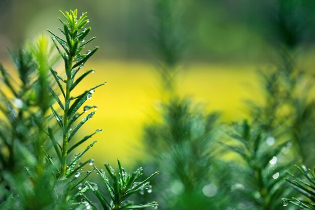 Bagas verdes jovens de teixo de baga Fundo natural Foco seletivo