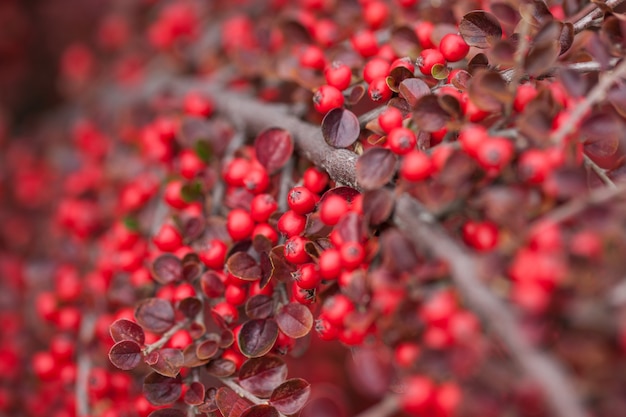 Bagas vermelhas brilhantes de bearberry cotoneaster.