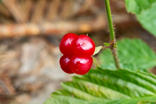Bagas vermelhas comestíveis na floresta em um arbusto, rubus saxatilis. Bagas úteis com um delicado sabor de romã em um galho