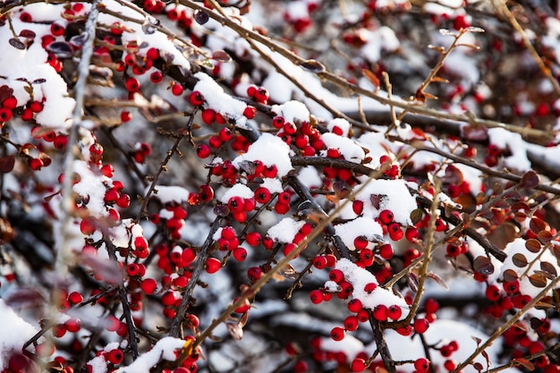 Bagas vermelhas congeladas de espinheiro nos galhos sob a neve em uma floresta
