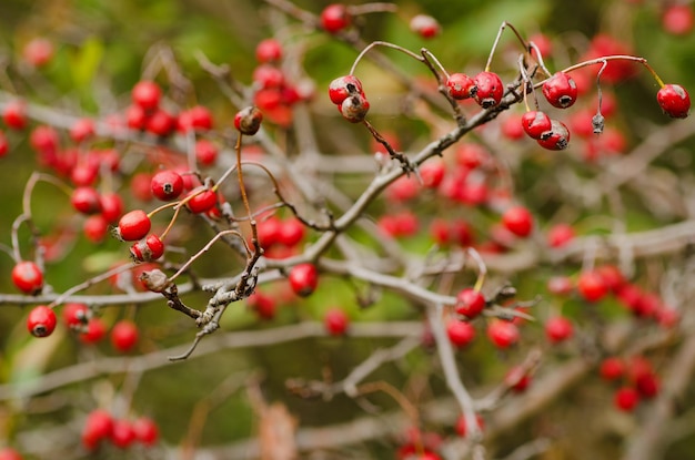 Bagas vermelhas de espinheiro na natureza outono sazonal fundo vintage