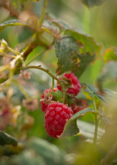 Bagas vermelhas de framboesa Rubus idaeus penduradas em um arbusto no outono na Grécia