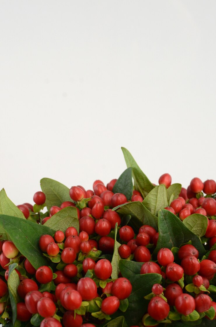 Bagas vermelhas de Hypericum