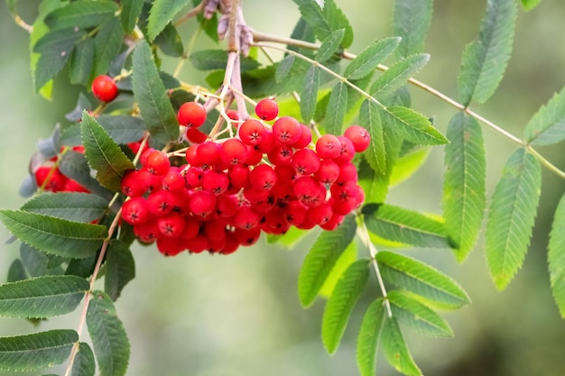 Bagas vermelhas de rowan em uma árvore de perto