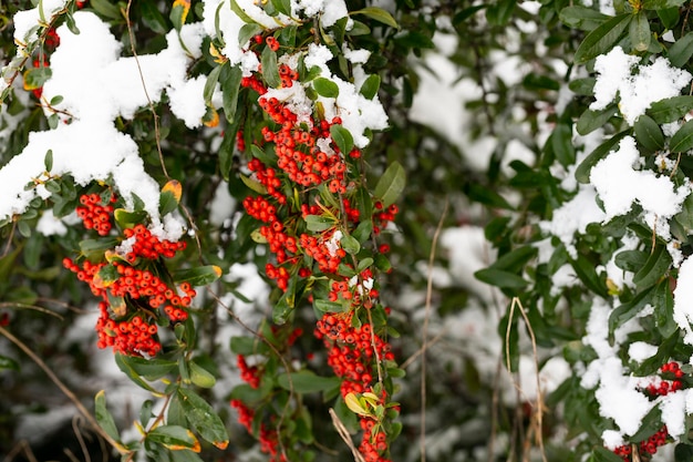 Bagas vermelhas de Sambucus racemosa sob a neve