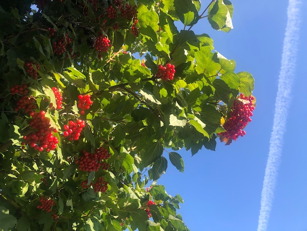 Bagas vermelhas de viburno ucraniano no céu azul