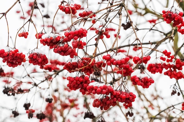 Bagas vermelhas de viburnum cobertas de neve