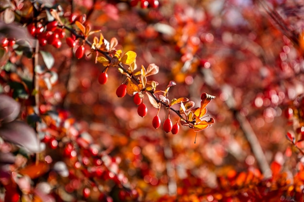 Bagas vermelhas de viburnum em ramos close-up, outono