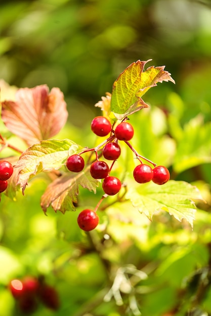 Bagas vermelhas de viburnum em um arbusto em um jardim.